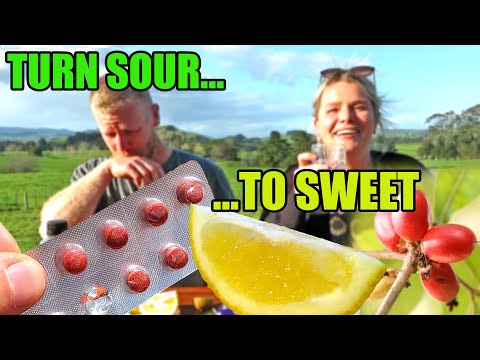, title : 'Turn SOUR foods SWEET with this Weird Tropical Fruit! - Miracle Berry Taste Trip'