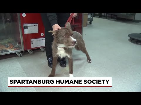 Four Legged Friends: Watson - YouTube