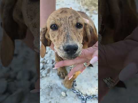 Regalo Dolcissimi cuccioli in adozione cercano casa 