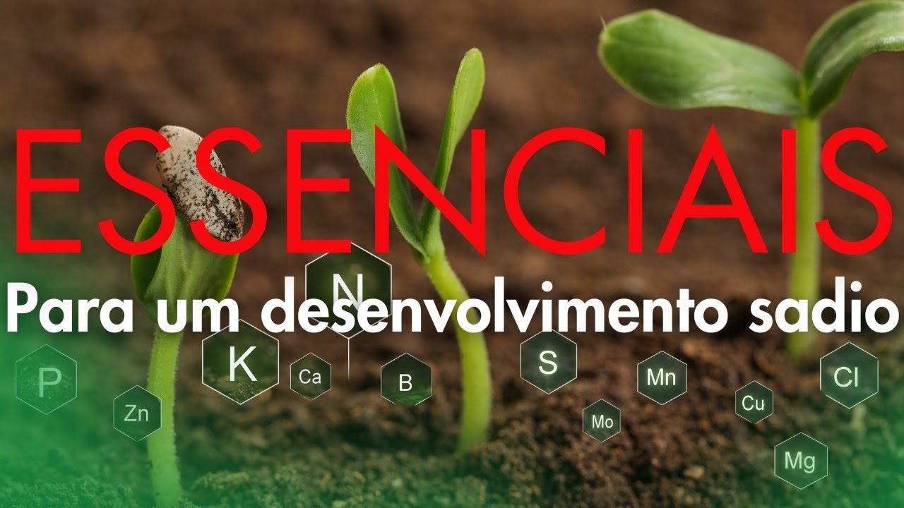 Elementos VITAIS para o CICLO de VIDA das plantas
