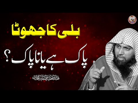 Cat (Billi) Ka Jhoota Pak Hai Ya Napak ? | بلی کا جھوٹا پاک ہے یا ناپاک | Qari Sohaib Ahmed | IIRCTV