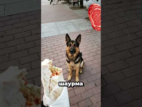можно ли собакам шаурму ?