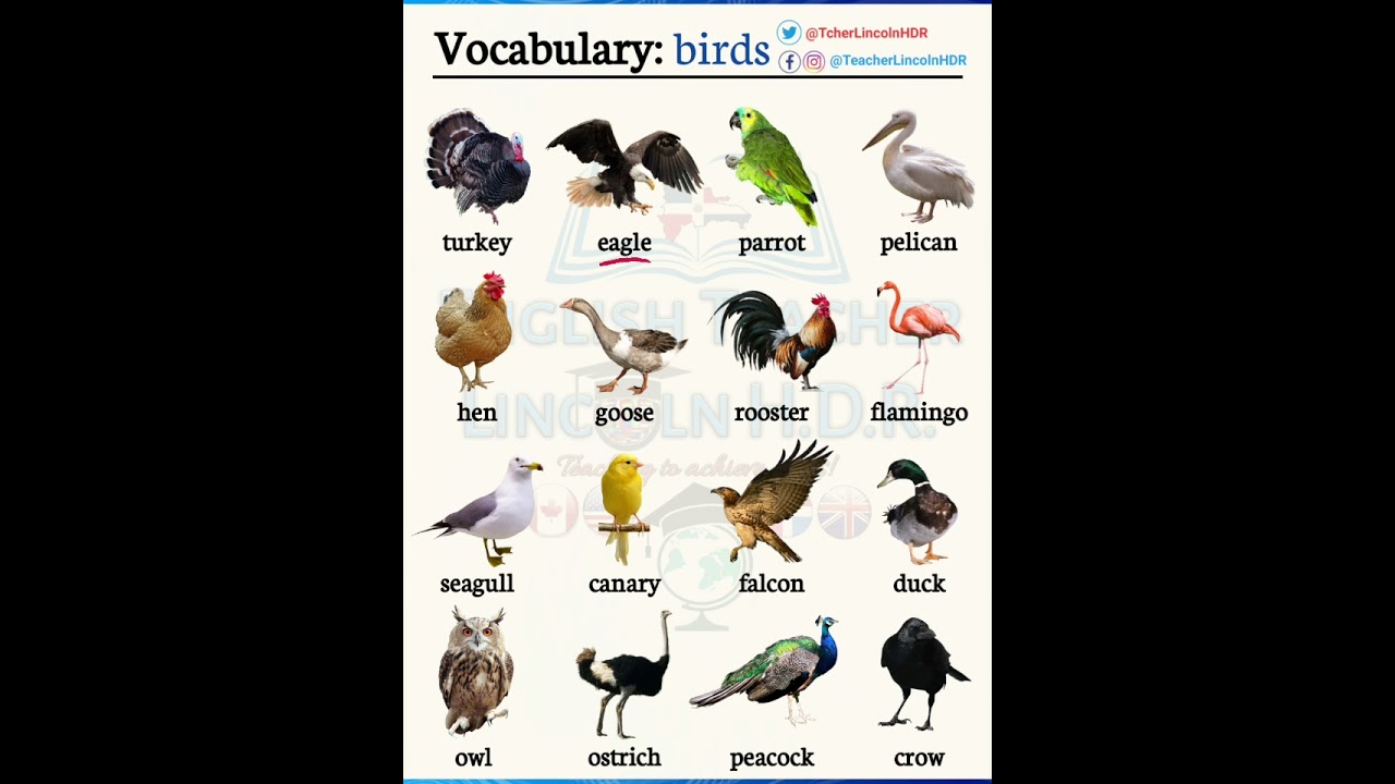 Vocabulario en inglés | aves - #aprenderingles #birds #learnenglish #inglesonline