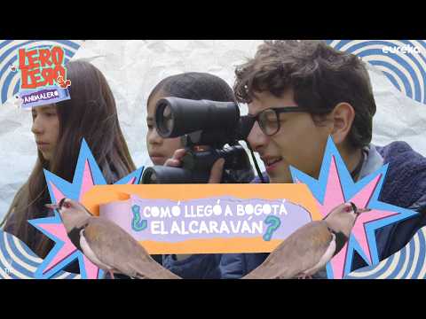 Lero Lero Animalero Capítulo 2- El alcaraván llegó volando a Lero Lero Animalero para contarnos por qué le gustó tanto Bogotá y cuál es su papel en nuestra ciudad.
