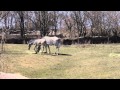 See The Detriot Zoo S New Baby Zebra S First Steps Outdoors