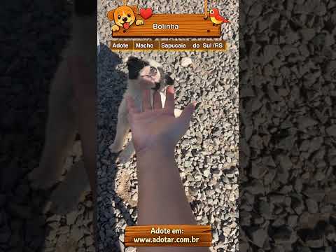 Vídeo de Bolinha 
