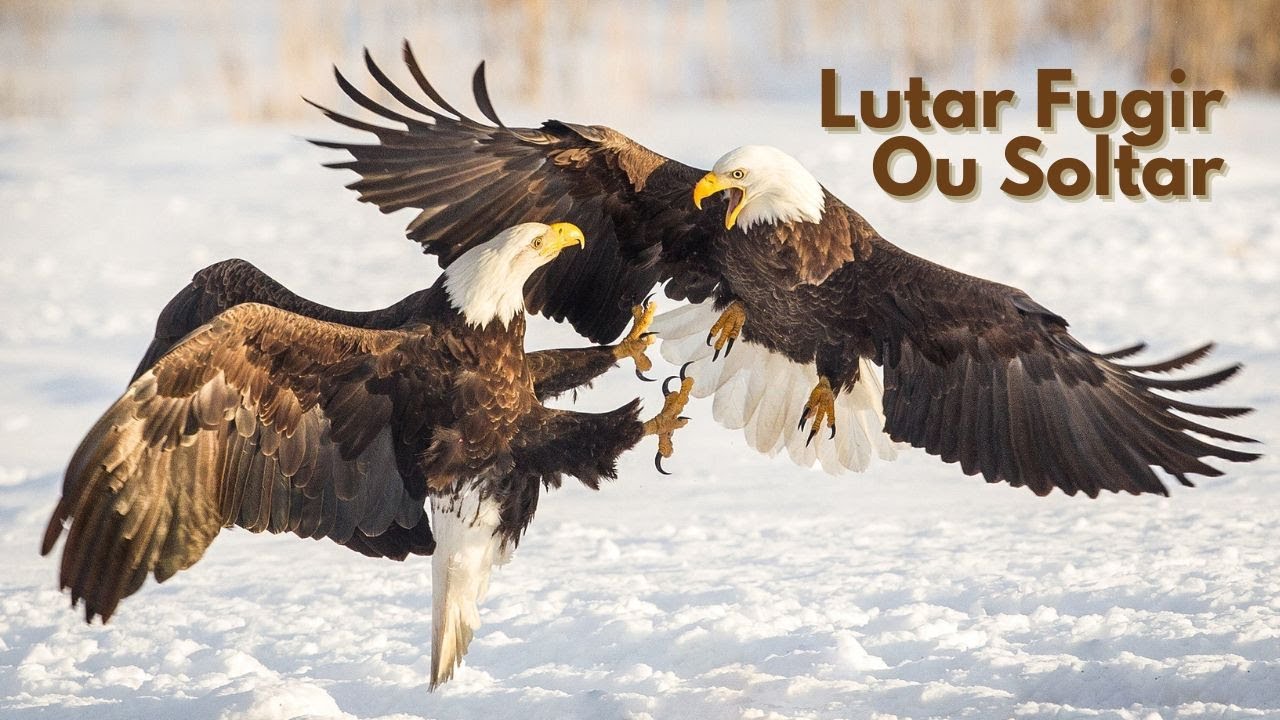 Lutar, Fugir, Procrastinar Ou Soltar (Soltar, Sedona, Tufti)