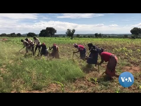 Chuva renova esperança de agricultores angolanos na Huíla