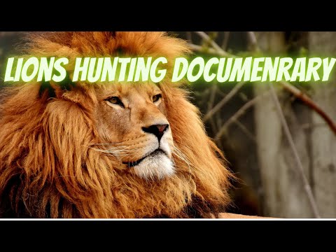 Lions Hunting Documentary, Lions attacking prey, Wild life Animals, National Geographic