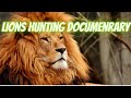 Lions Hunting Documentary Lions Attacking Prey Wild Life Animals National Geographic
