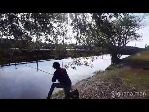 Hollywood Davie Florida Nature Herping @iguana man