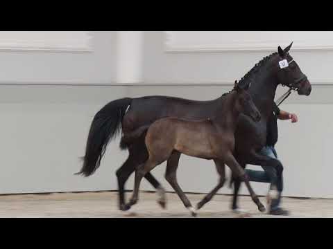 Stutfohlen vom Morricone