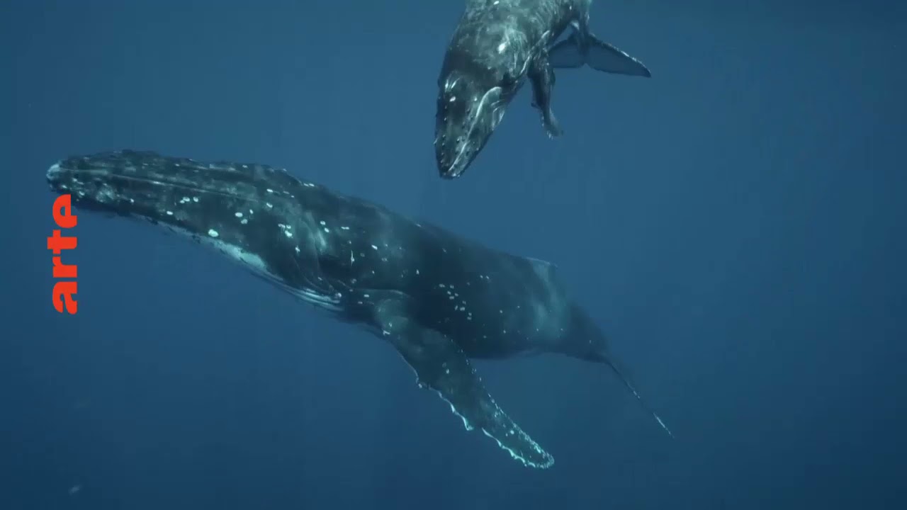 Miniature de la vidéo Les metamorphoses du continent blanc ARTE du film Les métamorphoses du continent blanc