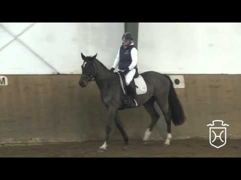 13 Holsteiner Stute von Cormint - Caletto I - Landlord