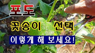 [텃밭농부. 1,022]  포도 꽃송이 선택은 이렇게 해 보세요!