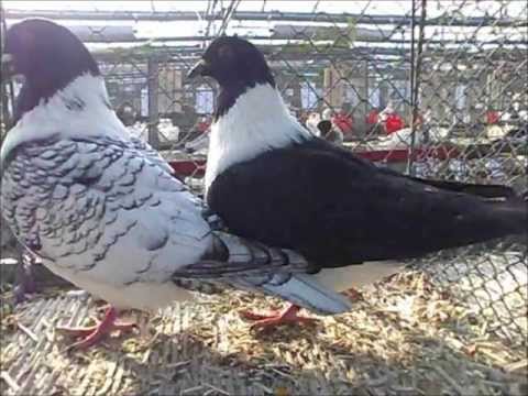 Moravian Strasser Taubenschau show