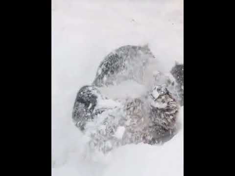 姜爷爷清雪后主角乐宝出场，乐宝在雪地里玩得好开心，冬天到了 该听《于是》了郑润泽、于是、歌曲于是、 好歌分享官大熊猫乐宝