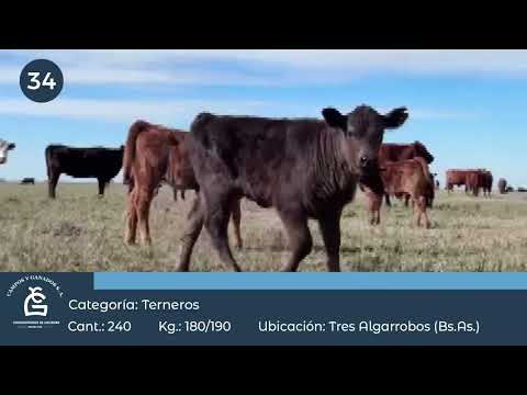 Lote Machos a término - Gral Villegas Bs As