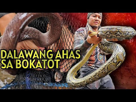 Dalawang Ahas Nahuli sa Bokatot