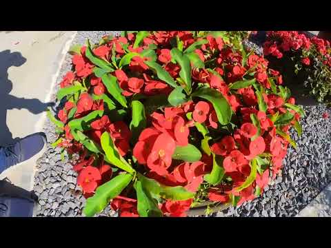 Mannheim BUGA 2023 impressions