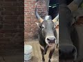 Satya masi dungkha wa pannam ha meghalaya