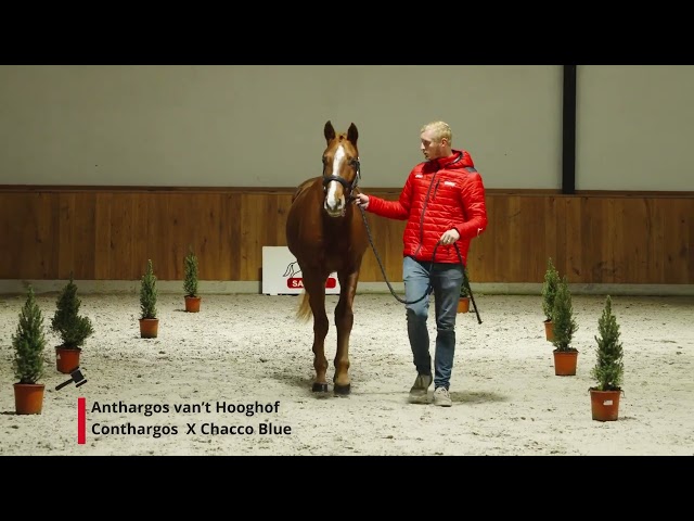 Anthargos van't Hooghof