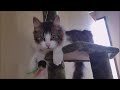4万円未満or中猫成猫さん