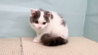 スコティッシュフォールドの動画01