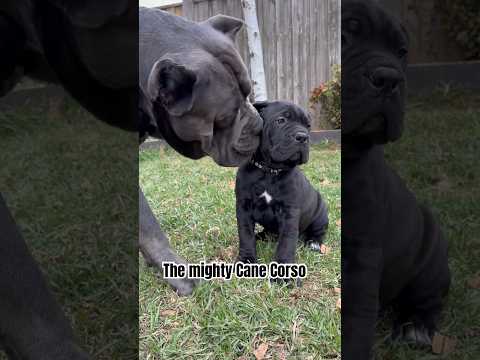 #puppy #canecorsolovers #canecorso #cuteanimal #cute #love #baby
