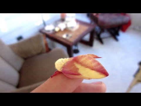 download lagu mp3 mp4 Rosy Maple Moth Eggs, download lagu Rosy Maple Moth Eggs gratis, unduh video klip Rosy Maple Moth Eggs