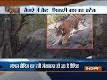 Video of a tiger hunting in forest goes viral on social media