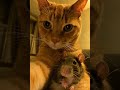 Brown Cat With Mouse Shorts