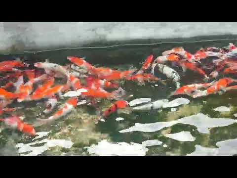 koi premium_ 15 Juli 2023(2)