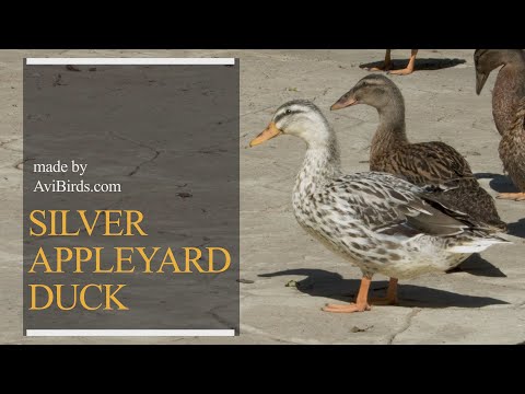 , title : 'Silver Appleyard Duck'