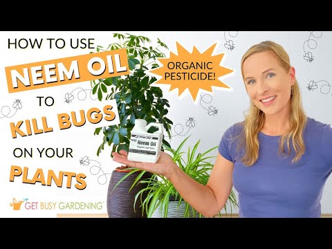 How To Use Neem Oil to Get Rid of Bugs on Your Plants