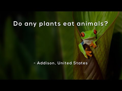 Do any plants eat animals?