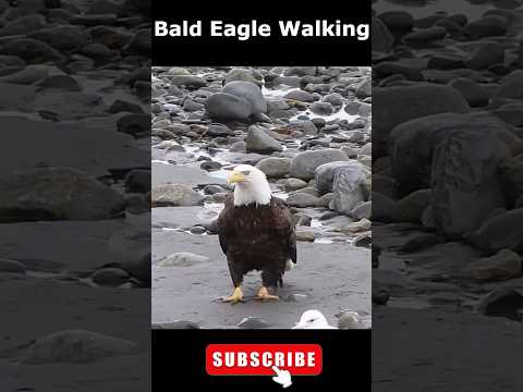 Bald Eagle Walking like a Supervisor  #eagle #birds