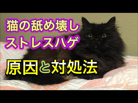 猫の傷が治らない原因と対処法