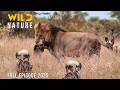 WILD DOGS VS LIONS Clash Of Predators On The Savannah Animal Documentary