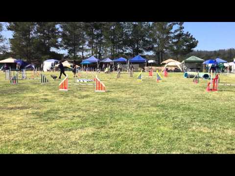 Tracy and Quimblee - Masters Challenge Jumpers (16") - 2015-04-17