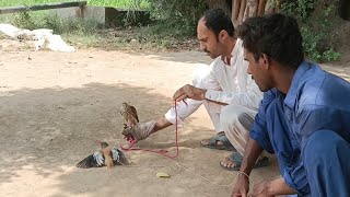 First Day Training Of Shikra, Falcon, Eagle, Goshawk with Magpie