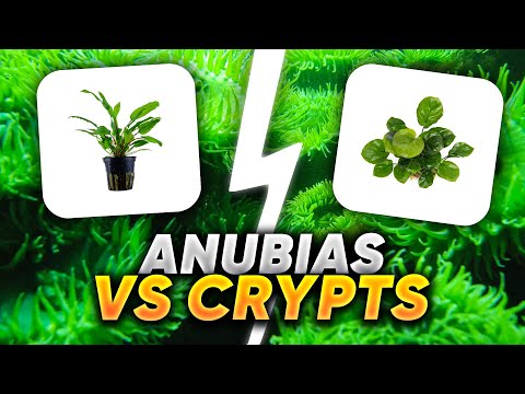 Anubias Vs Cryptocorynes - Which Is The Best Aquarium Plant For You?