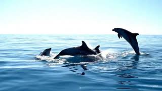 Dolphin Video: The Wildest Emulator Yet