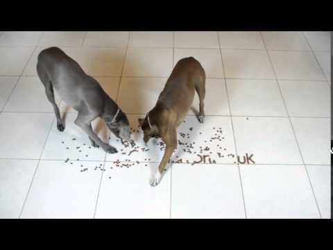 Dog Companion video.