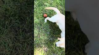Video preview image #2 Labrador Retriever Puppy For Sale in OSYKA, MS, USA