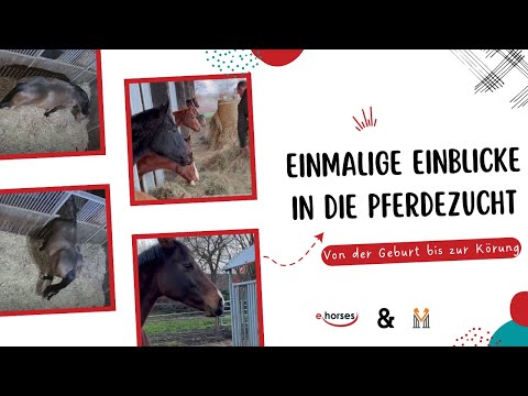 Von der Geburt bis zur Körung: Einmalige Einblicke in die Pferdezucht