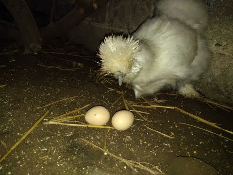 Choroby przyzębia i wypadanie włosów Najlepszym lekarstwem na wypadanie włosów podczas karmienia
