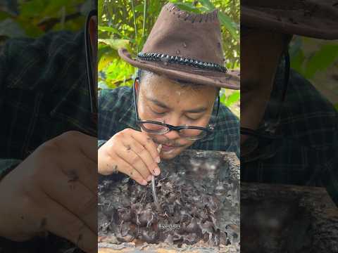 ASMR Rare Golden Stingless Bee Honey Drinking - 18 🐝 🍯 #shorts