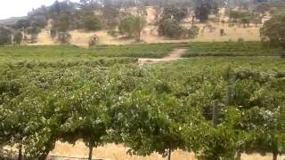 preview picture of video 'Angoves Winery, McLaren Vale'