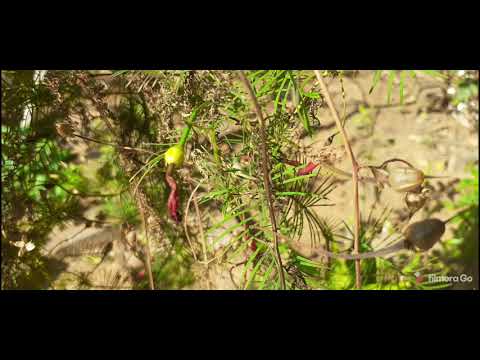 flowers in our creative Mithun garden